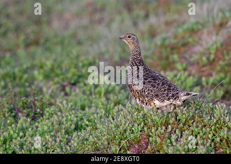 Ptarmigan islandais (Lagopus muta islandorum / Lagopus mutus) poule / femelle en âge de procréer sur la toundra en été, Islande Banque D'Images
