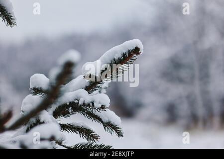 Gros plan de Snowy Fir Tree Branch en hiver. Les sapins (Abies) sont une espèce de conifères Evergreen de la famille des Pinaceae. Banque D'Images