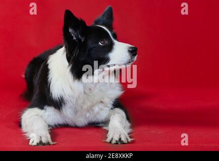 Collie de bordure couchée isolée sur fond rouge. Joli chien noir et blanc sur le côté. Banque D'Images