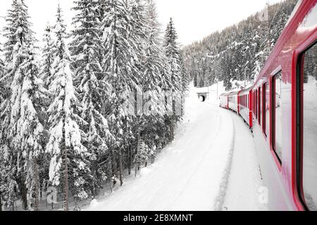 Bernina Express train le long des bois alpins pendant une chute de neige, Preda Bergun, vallée de l'Albula, canton de Graubunden, Suisse Banque D'Images