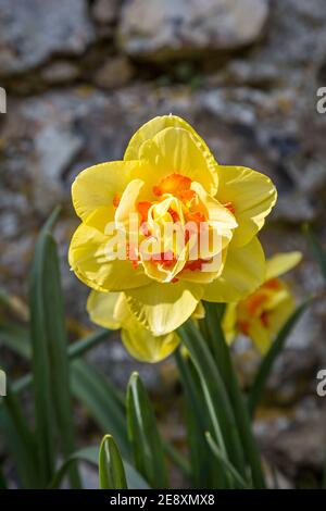 Une double jonquille sous le soleil du printemps Banque D'Images