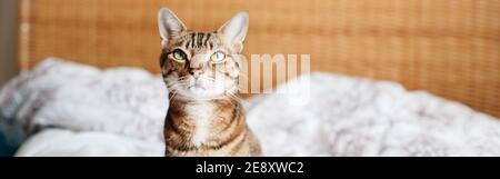 Magnifique chat d'animaux assis sur le lit dans la chambre à la maison en regardant vers le haut. Animal domestique décontracté et doux à rayures et yeux verts. Adorable chaton à fourrure Banque D'Images