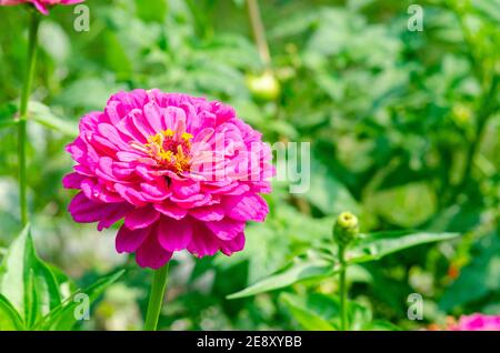 Gros plan d'une fleur rose de Zinnia elegans dans le jardin Banque D'Images