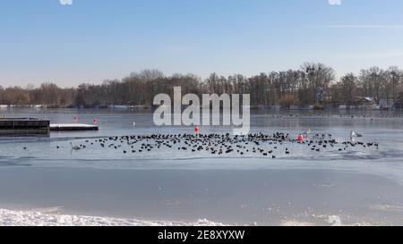 L'hiver nord-allemand a presque gelé de petits lacs. Seule une petite zone d'eau est ouverte et un troupeau d'oiseaux envahissent la zone d'eau libre Banque D'Images