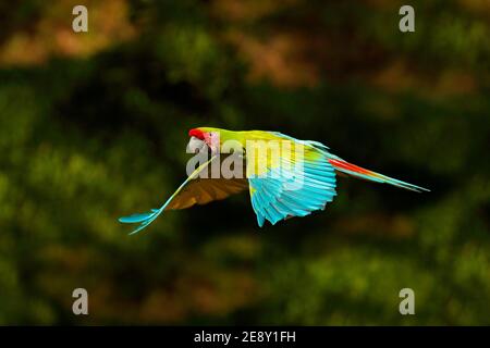 ARA ambigua, perroquet vert Grand-Vert Macaw sur l'arbre. Oiseau rare sauvage dans l'habitat naturel, vol sur la branche au Costa Rica. Scène de la faune en tropi Banque D'Images