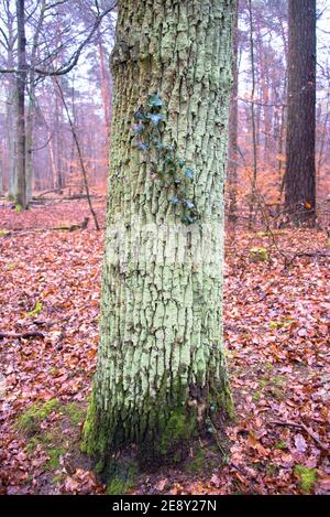 Partenariat silencieux - branche d'ivy accrochée à une forêt-arbre. Banque D'Images