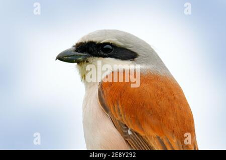 Gros plan sur la crevette. Crevettes rouges, Lanius collurio, oiseau de Bulgarie. Animal dans l'habitat de la nature, Europe. Banque D'Images