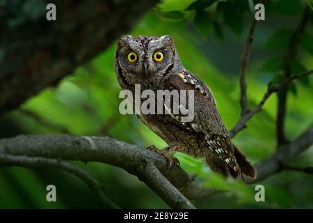 Ops Owl, Otus Scops, petit hibou dans l'habitat naturel, assis sur la branche d'arbre vert, forêt en arrière-plan, Bulgarie. Scène de la faune f Banque D'Images