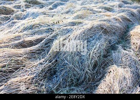 Un hayfield recouvert de gel scintillant dans la lumière du matin. Banque D'Images