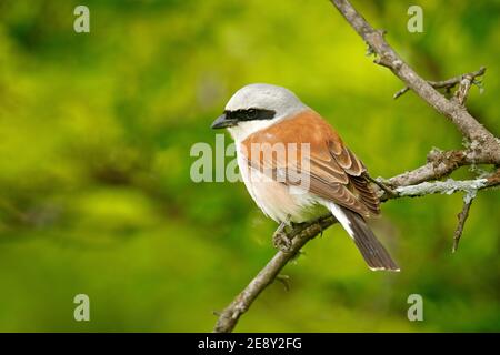 Gros plan sur la crevette. Crevettes rouges, Lanius collurio, oiseau de Bulgarie. Animal dans l'habitat de la nature, Europe. Banque D'Images