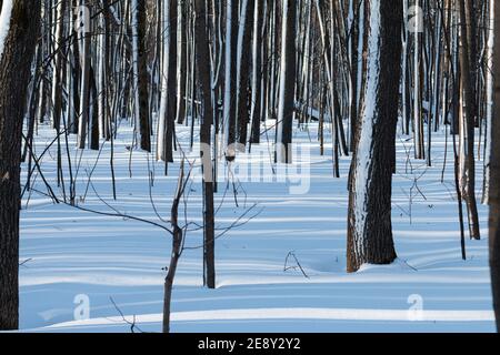 lumière et ombre dans la forêt enneigée avec des arbres minces Banque D'Images