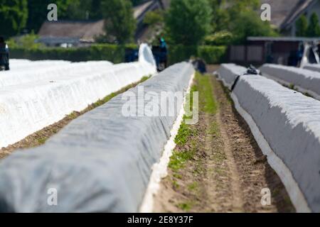 Les travailleurs saisonniers des pays de l'est de l'UE récoltent des asperges blanches dans les champs agricoles des Nehterlands au printemps Banque D'Images