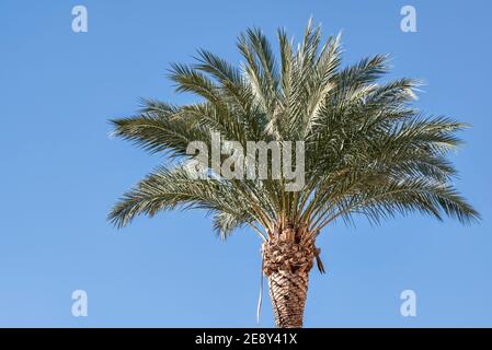 Gros plan de palmiers taillés à Almazora, Almassora, Castellon, Castello, Espagne, Europe Banque D'Images