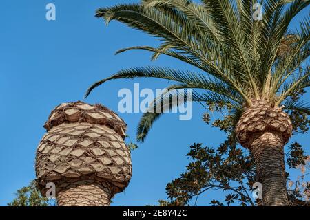 Gros plan de palmiers taillés à Almazora, Almassora, Castellon, Castello, Espagne, Europe Banque D'Images