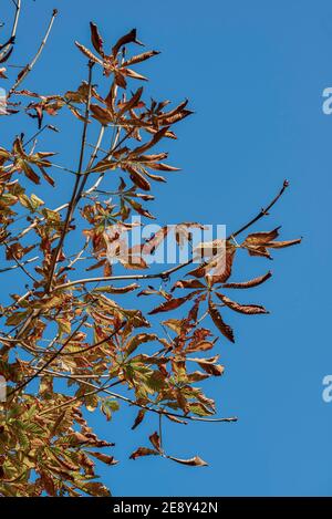 branches avec des feuilles sèches de châtaignier de cheval, arbre sur un fond de ciel bleu Banque D'Images