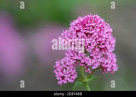 Gros plan d'un valériane rouge (centranthus ruber) plante en fleur Banque D'Images
