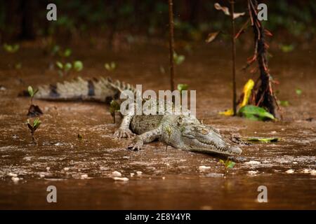 Animal dans la rivière. Portrait de Caiman, crocodile à bouche ouverte dans l'eau avec lumière du soleil en soirée au Costa Rica. Banque D'Images