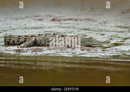 Animal dans la rivière. Portrait de Caiman, crocodile à bouche ouverte dans l'eau avec lumière du soleil en soirée au Costa Rica. Banque D'Images