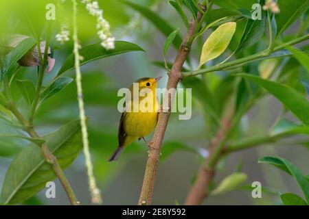 Paruline de Wilson, Wilsonia pusilla, San Ignacio, Belize. Tanager dans l'habitat de la nature, banch de l'arbre de la mousse de lichen . Scène de la faune de la nature tropicale. Banque D'Images