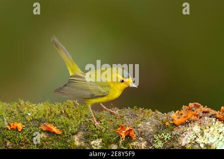 Paruline de Wilson, Wilsonia pusilla, San Ignacio, Belize. Tanager dans l'habitat de la nature, banch de l'arbre de la mousse de lichen . Scène de la faune de la nature tropicale. Banque D'Images