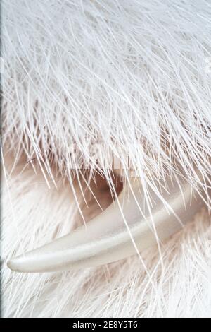 gros plan ultra macro sur la griffe d'un chat Banque D'Images