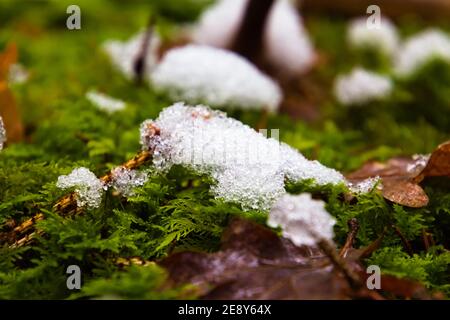 Fonte de la neige sur la mousse verte dans la forêt Banque D'Images