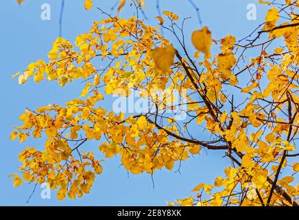 De vraies feuilles d'automne jaune magnifiques contre le ciel bleu ensoleillé du matin Banque D'Images