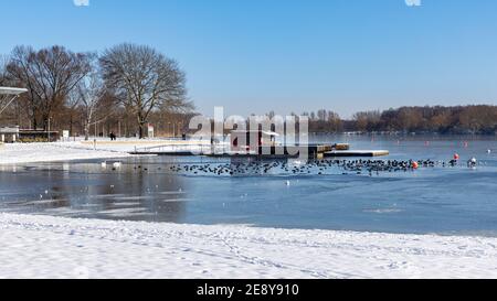 L'hiver nord-allemand a presque gelé de petits lacs. Seule une petite zone d'eau est ouverte et un troupeau d'oiseaux envahissent la zone d'eau libre Banque D'Images