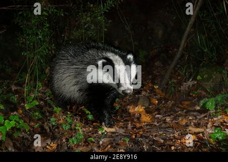 Badger européen (Meles meles), adulte marchant dans une forêt, Campanie, Italie Banque D'Images