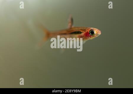 Rasbora de moustique rouge de poisson nano Banque D'Images