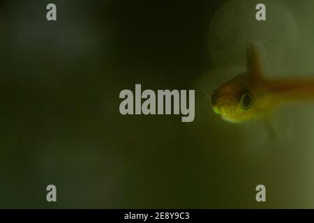 Rasbora de moustique rouge de poisson nano Banque D'Images