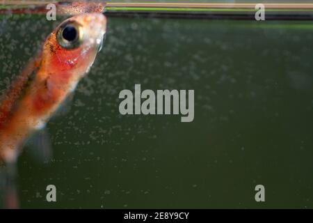 Rasbora de moustique rouge de poisson nano Banque D'Images