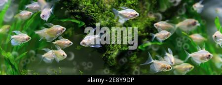 Petit poisson translucide dans un aquarium sur fond d'algues vertes. Mise au point sélective, format de bannière. Une vie sous-marine incroyable Banque D'Images