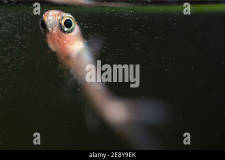 Rasbora de moustique rouge de poisson nano Banque D'Images