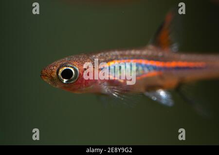 Rasbora de moustique rouge de poisson nano Banque D'Images