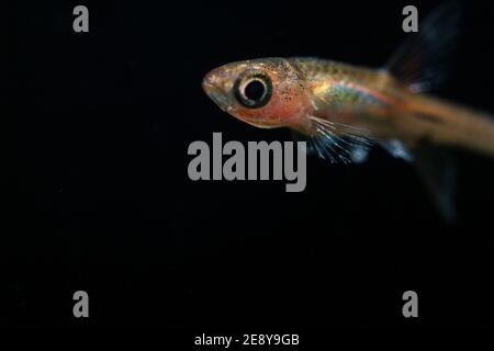 Rasbora de moustique rouge de poisson nano Banque D'Images