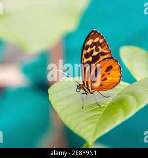 Orange ithomia, genre de papillon à voilure (ithomiine), Mindo, Equateur. Banque D'Images