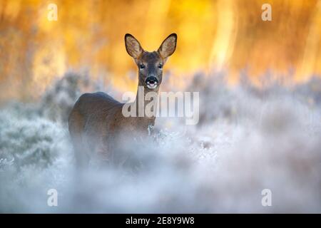 Un matin glacial au lever du soleil, un jeune buck de cerf de Virginie Banque D'Images