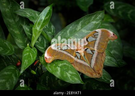 Beau grand papillon, Atlas géant Moth-aka, Atlas Attacus dans habitat, Inde. Faune et flore d'Asie. Banque D'Images