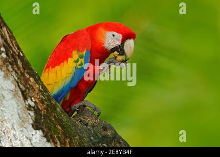 Perroquet rouge Scarlet Macaw, Ara macao, oiseau assis sur la branche, Amazone, Brésil. Scène de la faune de la forêt tropicale. Magnifique perroquet sur arbre vert t Banque D'Images