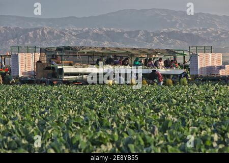 Récolte des ouvriers agricoles hispaniques - emballage du chou-fleur organique 'Brassica oleracea var. Botrytis', petit matin léger, Californie. Banque D'Images