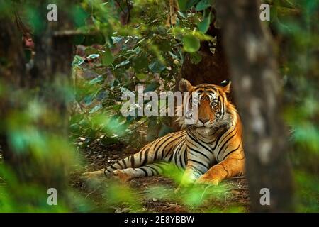 Tigre indien mâle avec première pluie, animal sauvage dans l'habitat naturel, Ranthambore, Inde. Grand chat, animal en danger. Fin de la saison sèche, à partir du lundi Banque D'Images