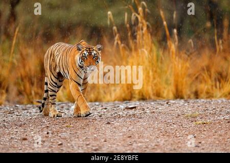 Tigre indien mâle avec première pluie, animal sauvage dans l'habitat naturel, Ranthambore, Inde. Grand chat, animal en danger. Fin de la saison sèche, à partir du lundi Banque D'Images