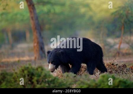 Ours en peluche, Melursus ursinus, parc national de Ranthambore, Inde. Animal sauvage dangereux en Inde. Faune et flore d'Asie. Animal sur la route. Banque D'Images