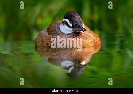 Ruddy Duck, Oxyura jamaicensis, femelle avec belle surface d'eau de couleur verte. Homme de canard brun avec bec bleu. Scène sauvage de la nature, Mex Banque D'Images