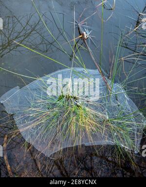 Fonte de la formation de glace sur les plantes dans un étang peu profond. Banque D'Images