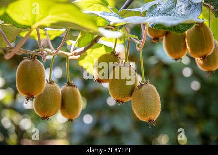 Saison de cueillette des kiwis. Kiwi sur une plantation de kiwi avec d'énormes grappes de fruits. Jardin avec arbres et fruits biologiques. Lumière solaire et déplacement des feuilles Banque D'Images