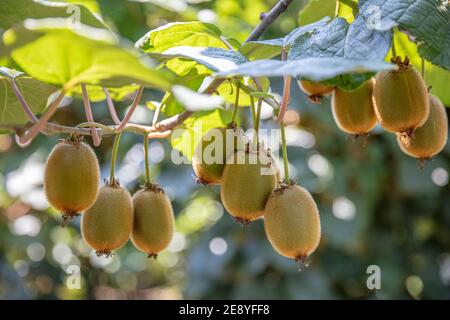 Saison de cueillette des kiwis. Kiwi sur une plantation de kiwi avec d'énormes grappes de fruits. Jardin avec arbres et fruits biologiques. Lumière solaire et déplacement des feuilles Banque D'Images