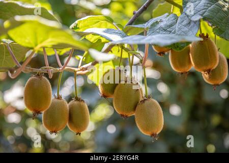 Saison de cueillette des kiwis. Kiwi sur une plantation de kiwi avec d'énormes grappes de fruits. Jardin avec arbres et fruits biologiques. Lumière solaire et déplacement des feuilles Banque D'Images