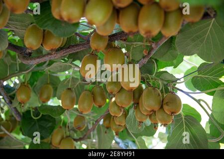Saison de cueillette des kiwis. Kiwi sur une plantation de kiwi avec d'énormes grappes de fruits. Jardin avec arbres et fruits biologiques. Lumière solaire et déplacement des feuilles Banque D'Images